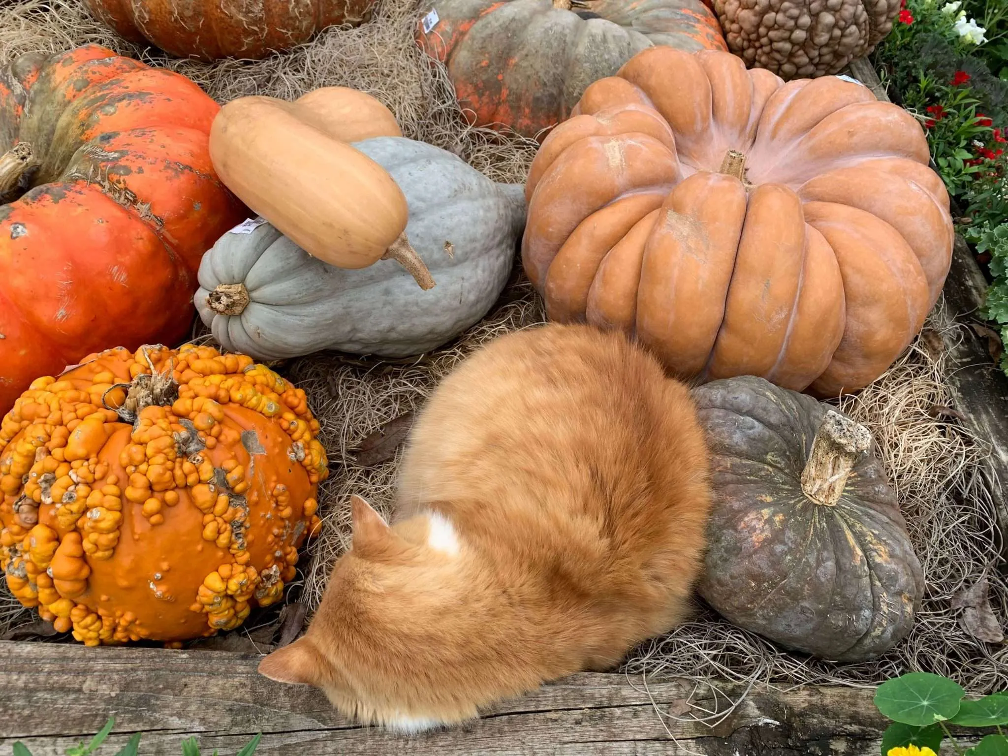 Fall Planting Guide Enchanted Gardens